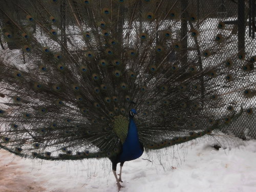 Pfau auf der Pfaueninsel