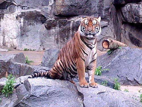 Tiger